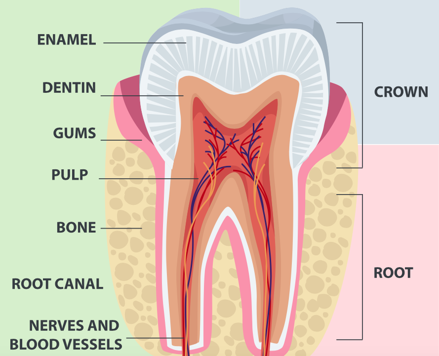 Home Remedy For Broken Tooth With Exposed Nerve