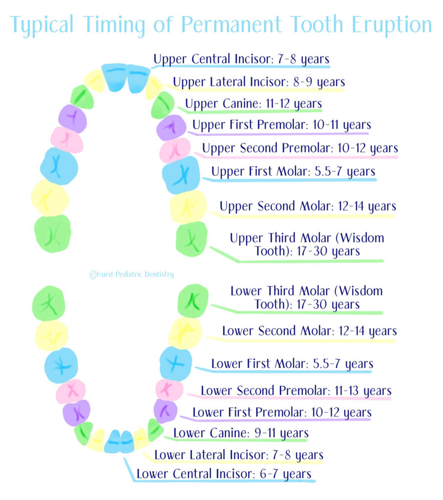 Timeline of permanent tooth eruption in children